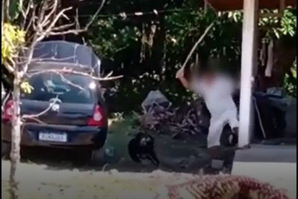 Homem é preso por maus-tratos a dois cães em Antonina; vídeo mostra um deles sendo golpeado