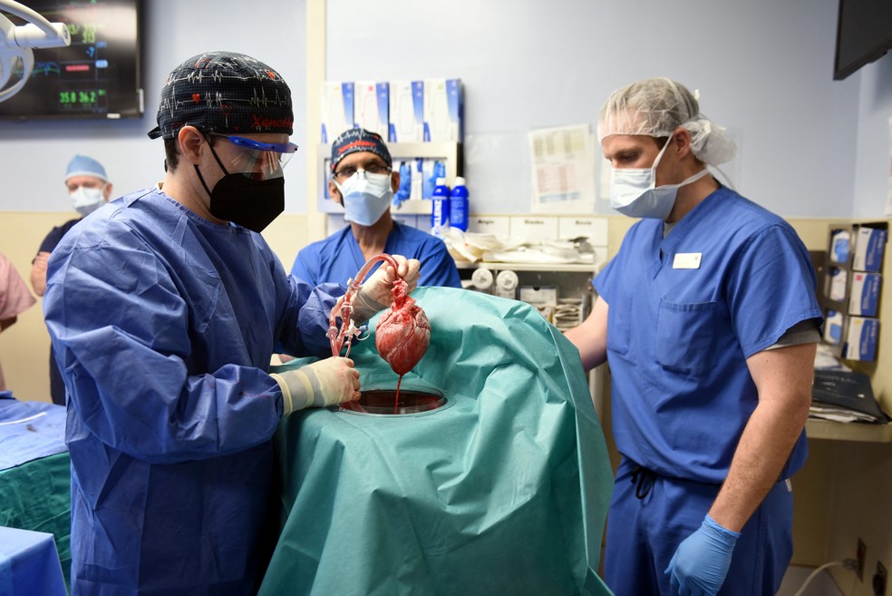 Na foto, de 7 de janeiro, o cirurgião Muhammad M. Mohiuddin segura o coração de porco geneticamente modificado que seria colocado em David Bennett, um paciente de 57 anos com doença cardíaca terminal, no centro médico da Universidade de Maryland, nos Estados Unidos. — Foto: Faculdade de Medicina da Universidade de Maryland (UMSOM) (via Reuters)