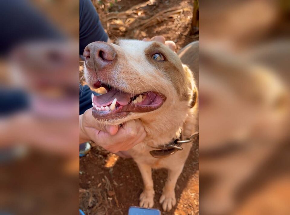 polícia procura suspeito agredir animais