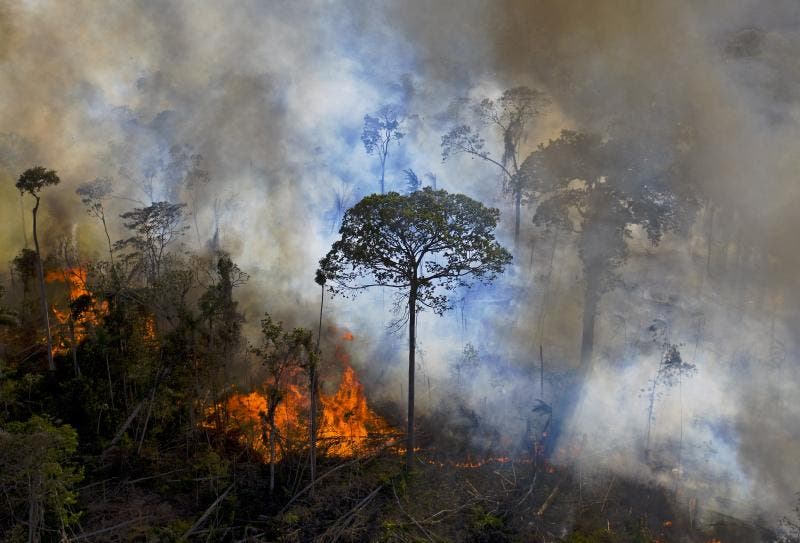 Floresta amazônica perde dois campos de futebol por minuto para o desmatamento | NSC Total