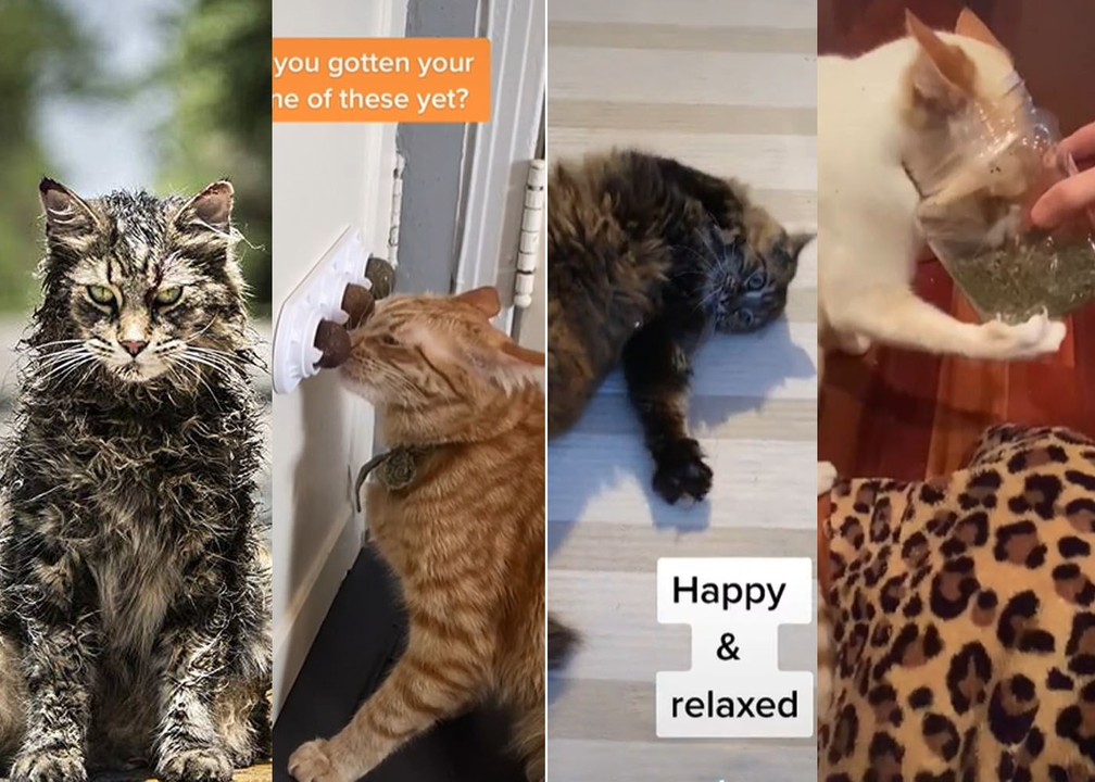 ‘Maconha’ do gato, Catnip ajuda a aliviar estresse e é usada até por bichinhos no cinema | Pets