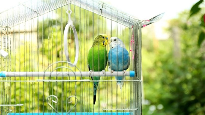Agora é lei: estado tem novas regras para criação amadora de pássaros
