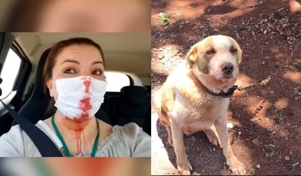 polícia procura suspeito agredir animais