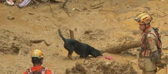 Cães farejadores procuram vítimas em locais de deslizamentos em Petrópolis