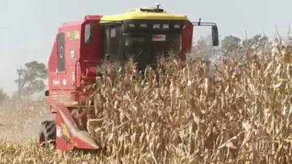 Entenda como a guerra na Ucrânia afeta o trigo, produto essencial para o brasileiro