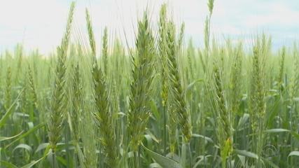 Preço do trigo sobe mais de 45% após o início da guerra entre Rússia e Ucrânia