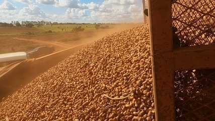 Safra de amendoim deve ser boa no Noroeste Paulista