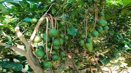 Produtores de macadâmia investem no plantio consorciado