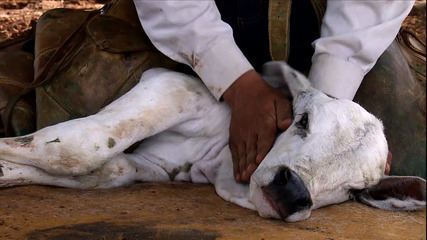 Iniciativas da Liga do Araguaia buscam eficiência com respeito à natureza e ao animal