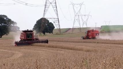Clima atrapalha safra de soja no interior paulista