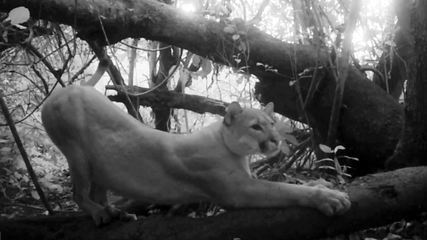 Animais silvestres são monitorados em reserva do Noroeste Paulista 