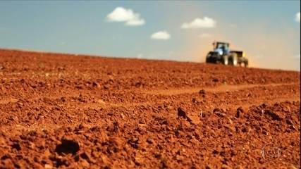 Produtores de trigo do DF apostam em alta do dólar para melhorar rendimentos