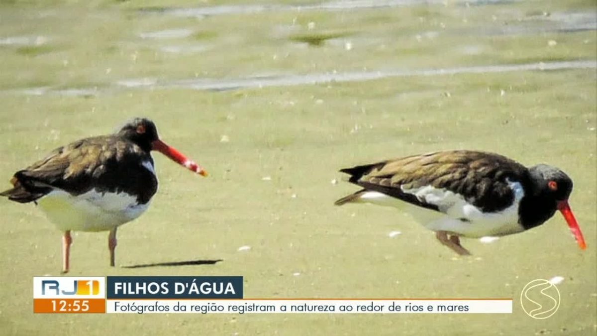 VÍDEOS: Série 'Filhos d'Água', exibida no RJ1 da TV Rio Sul
