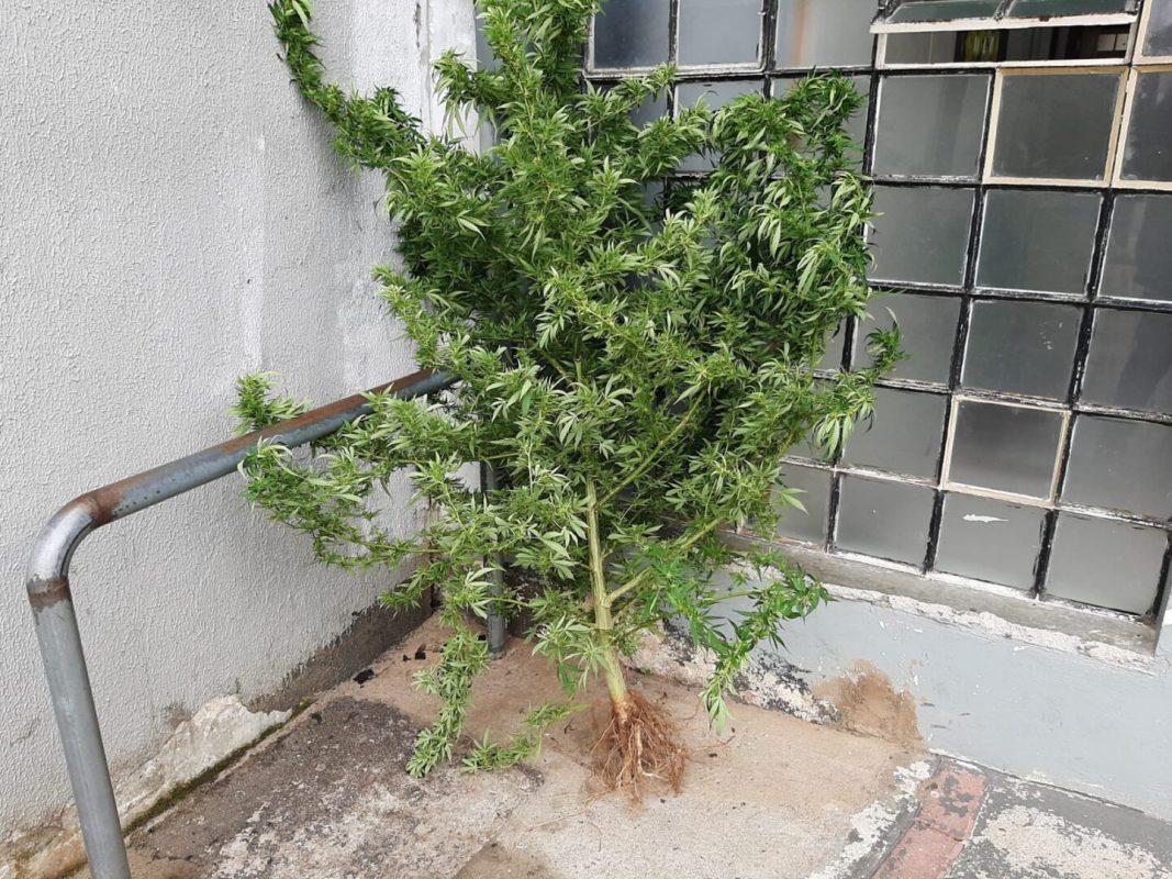 tráfico drogas em Curitiba