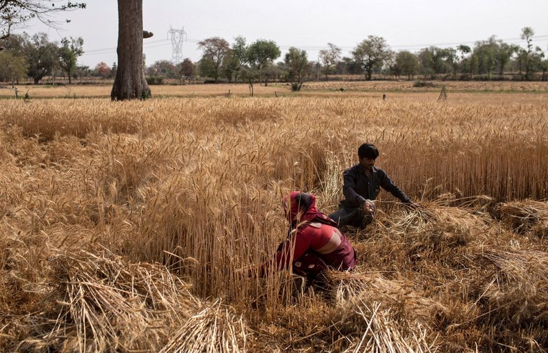 Crise alimentar cresce com preços em alta provocando proibições de exportação