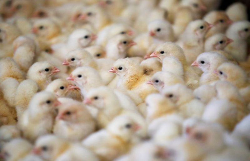 Gripe aviária gera pior crise já registrada pela avicultura da França