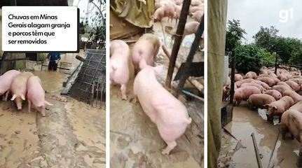 Chuvas alagam granja em Minas Gerais e porcos têm que ser removidos