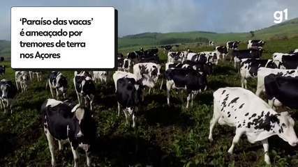 Saiba por que o Ministério da Agricultura inverteu as etapas de vacinação contra a febre aftosa em 10 estados em 2022 | Agronegócios Saiba por que o Ministério da Agricultura inverteu as etapas de vacinação contra a febre aftosa em 10 estados em 2022 | Agronegócios