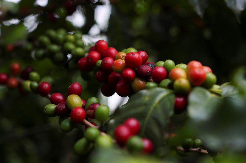 Café arábica tem nova alta na ICE; açúcar bruto ganha 10% em março