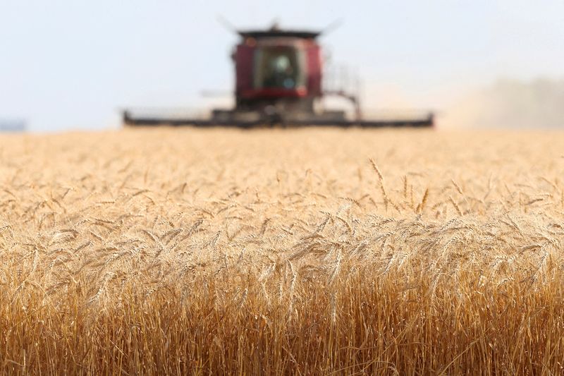 Agricultores do Canadá devem plantar mais trigo e menos canola este ano