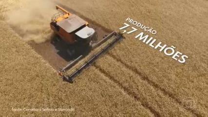 Produtores brasileiros aumentam produção de trigo por causa da guerra da Ucrânia