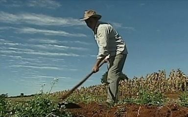 Áreas de milho, café e cana do Brasil escapam de geadas | Agronegócios Áreas de milho, café e cana do Brasil escapam de geadas | Agronegócios