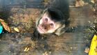 Guarda Ambiental resgata macaco-prego e fragata em São Pedro da Aldeia