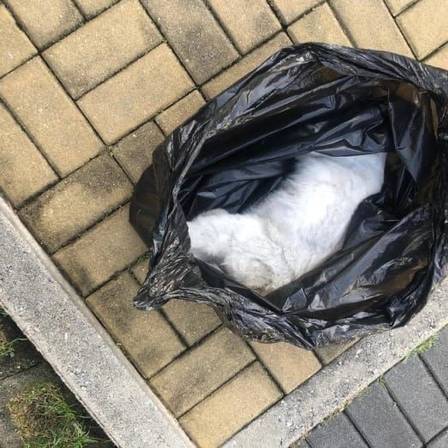 Gato é encontrado morto dentro de sacola de lixo