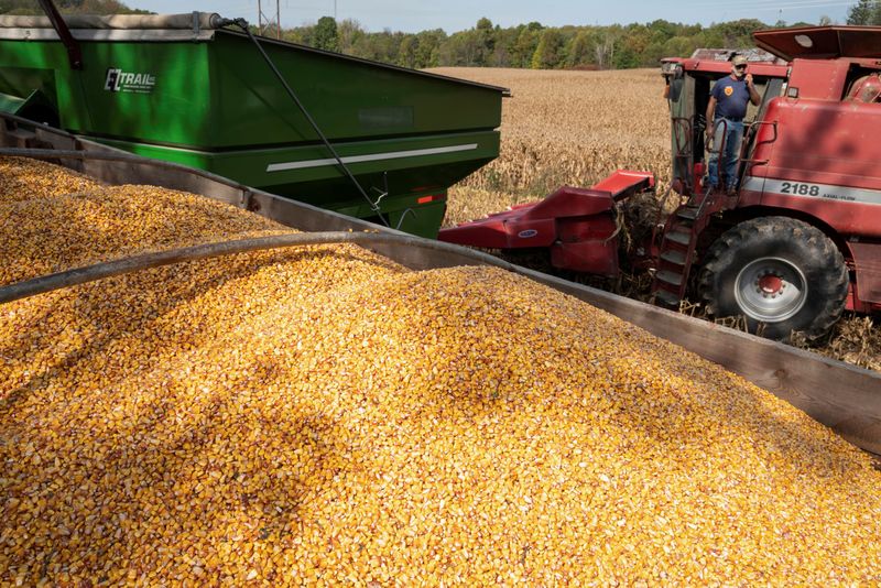 Agroconsult eleva projeção para milho 2ª safra do Brasil a 89,3 mi t apesar de seca