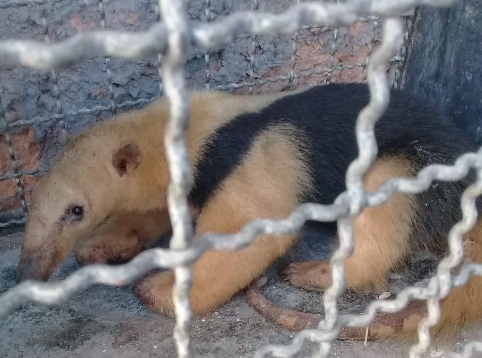 Tamanduá é resgatado com ferimentos após brigar com cachorros em Levy Gasparian