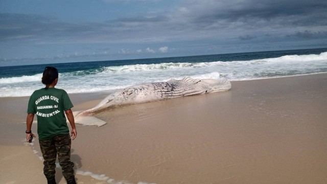 Baleia é encontrada morta na praia do Boqueirão, em Saquarema