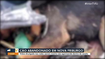Vídeo mostra cão abandonado dentro de sacola plástica em Nova Friburgo