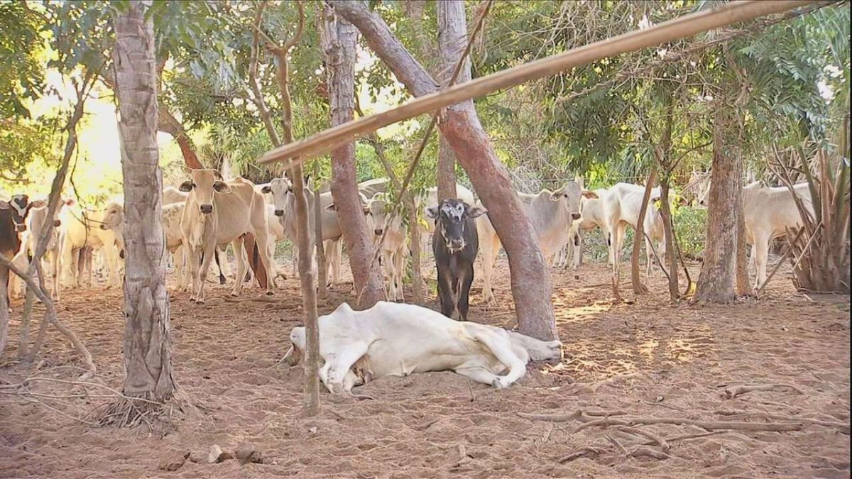 Veja como a seca vem mudando no Pantanal e seus impactos no rebanho Veja como a seca vem mudando no Pantanal e seus impactos no rebanho