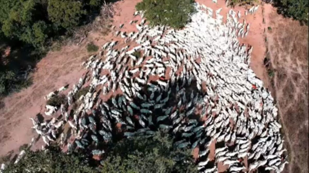 Facão na cintura e berrante na mão: conheça o dia a dia dos peões em uma comitiva | Globo Rural Facão na cintura e berrante na mão: conheça o dia a dia dos peões em uma comitiva | Globo Rural