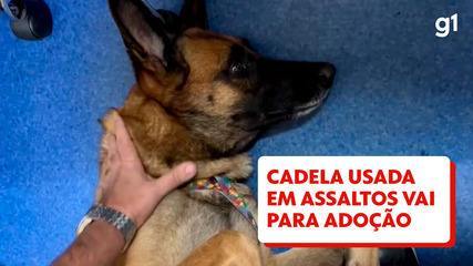 Cadela usada para assaltar no Rio recebe cerca de 150 propostas de adoção