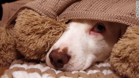 Pets and fireworks: How to keep your animals calm and safe on July 4