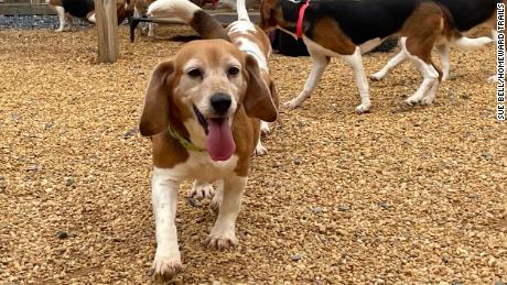 4,000 beagles will be rescued from a Virginia breeding facility