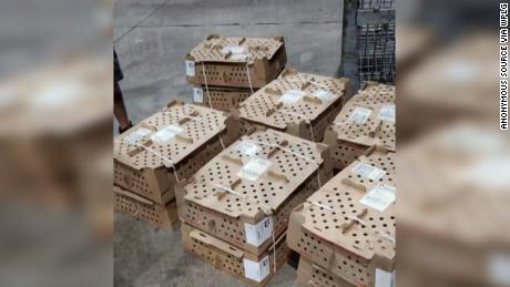 Thousands of baby chickens die due to excessive heat at Miami airport, officials say 