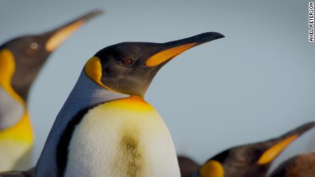 King penguins have reappeared on Tierra del Fuego at South America&#39;s tip after initially disappearing.