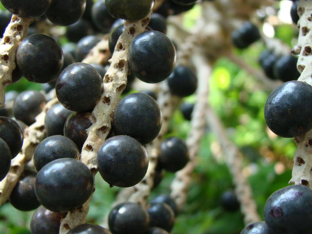 açaí