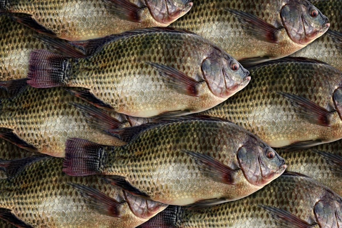 Como fazer tilápia no Airfryer? Assim é uma delicia e mais saudável! Foto: Canva