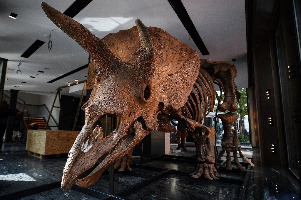 Imagem mostra Big John, o maior fóssil de triceratops da história