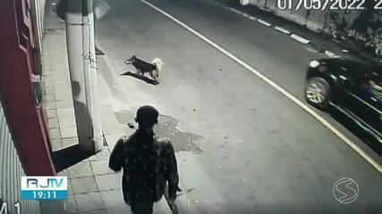 Cachorro ajuda polícia prender dupla suspeita de matar casal em Barra Mansa