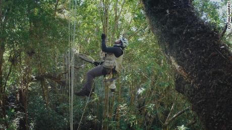 Isaí Madriz ascends into the tree canopy to find crane flies.