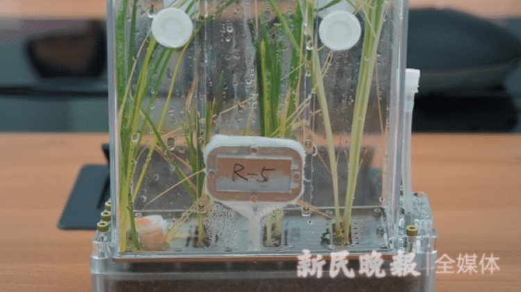 Astronautas chineses conseguem cultivar arroz no espaço