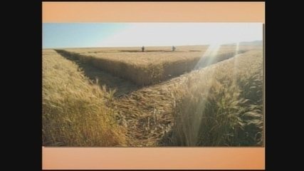 Agroglifo aparece em plantação de trigo em SC: ‘Negócios misteriosos’, diz proprietário | Santa Catarina