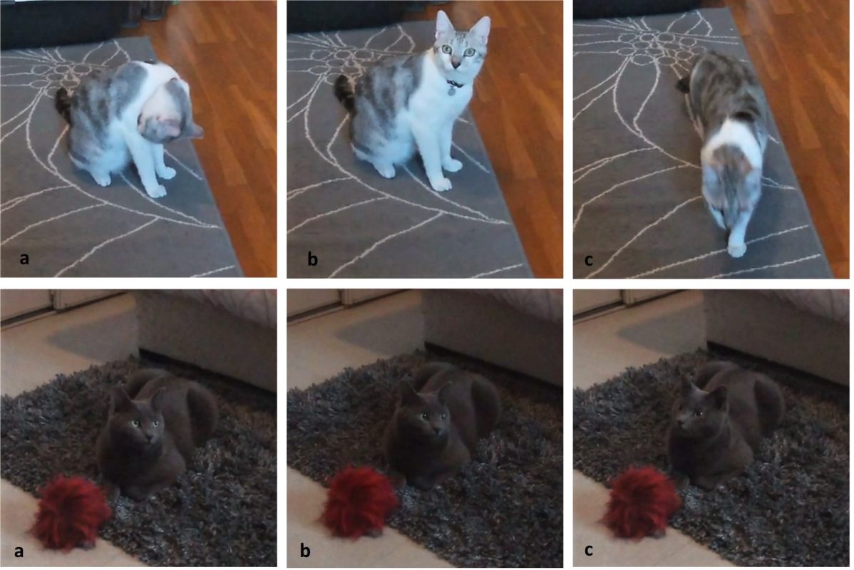 Gatos são apegados, sim! Estudo aponta que felinos entendem quando humanos falam diretamente com eles