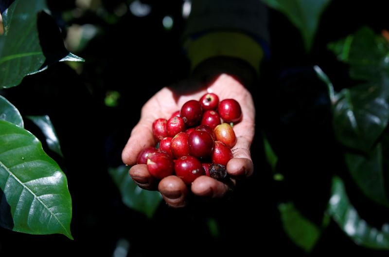 Preços do café arábica sobem; açúcar bruto avança quase 3%