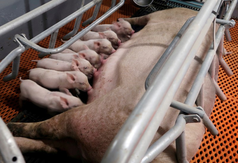 Previsão de baixa importação de soja prejudica fabricantes de ração para suínos na China