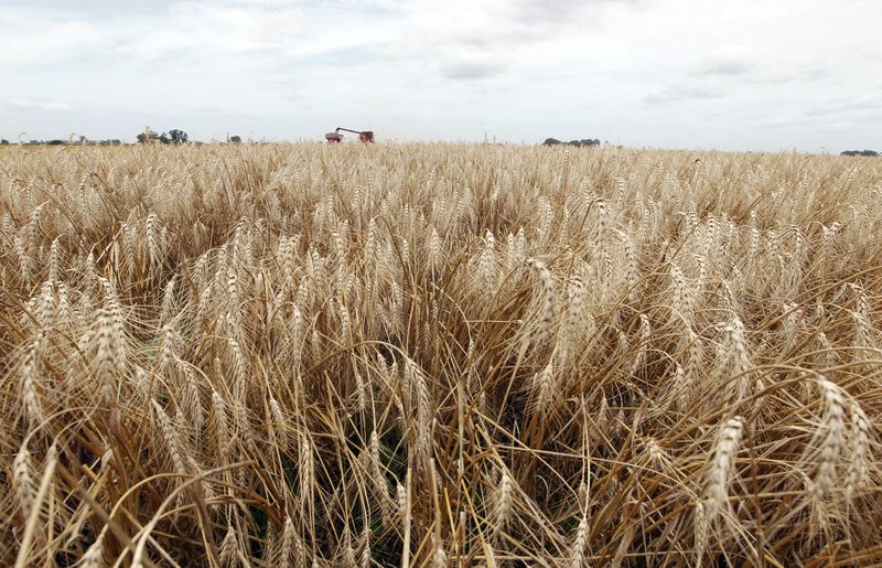 Projeção de safra de trigo na Argentina cai novamente por seca, diz bolsa de Rosário